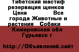 Тибетский мастиф резервация щенков › Цена ­ 100 000 - Все города Животные и растения » Собаки   . Кемеровская обл.,Гурьевск г.